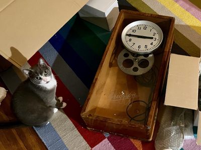 Clock on floor, near packing material and a disinterested cat.